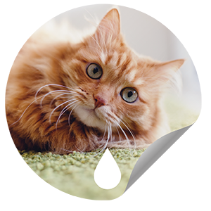 honix+ notte con ali 2103212_3D.pdf